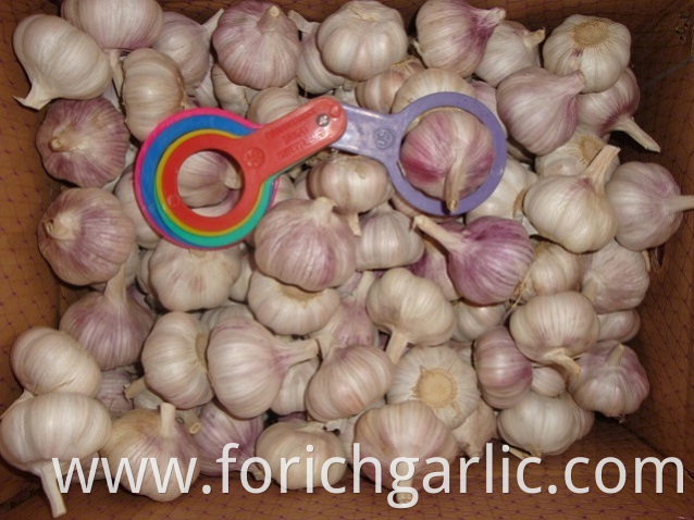 Different Sizes Normal White Garlic